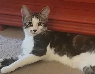 Smudge