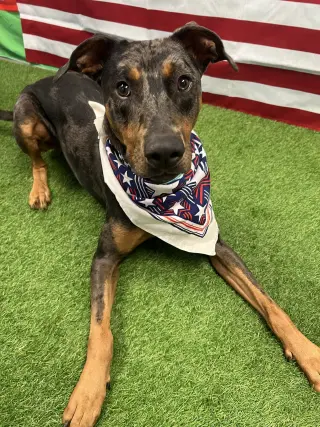 Bronco