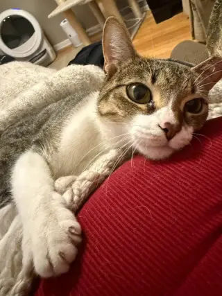Dottie