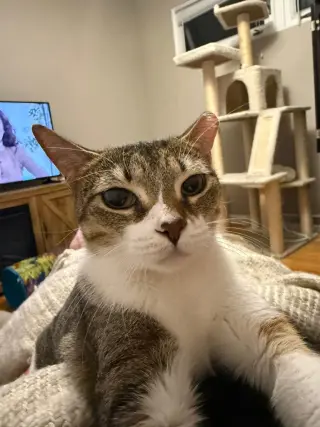 Dottie
