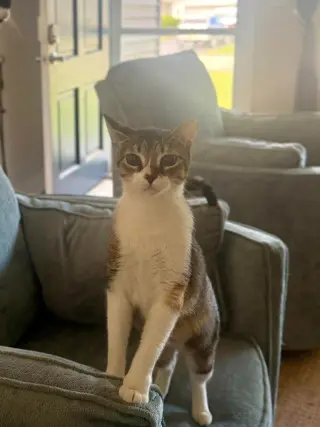 Dottie
