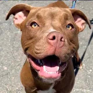 Phoebe