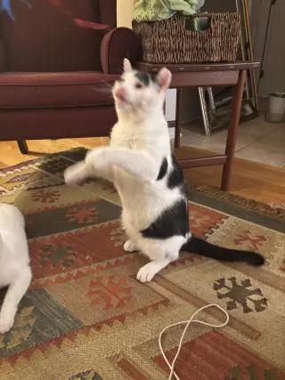 Rigatoni