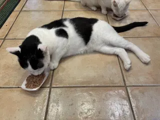 Rigatoni