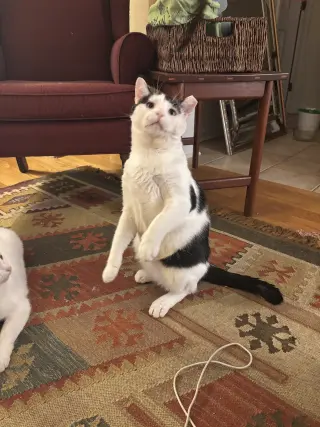 Rigatoni