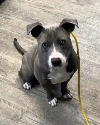 Oswald