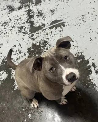 Oswald