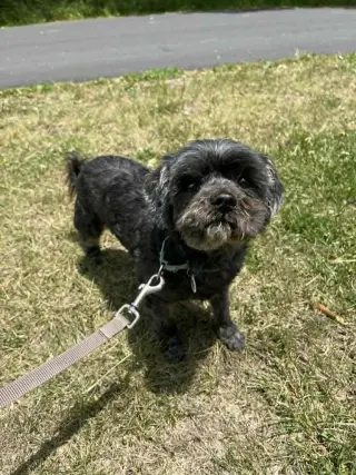 Griffy