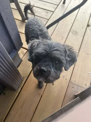 Griffy