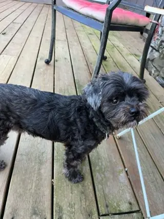 Griffy