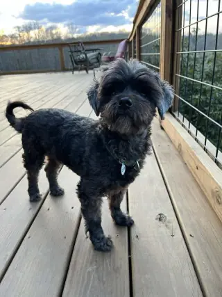 Griffy