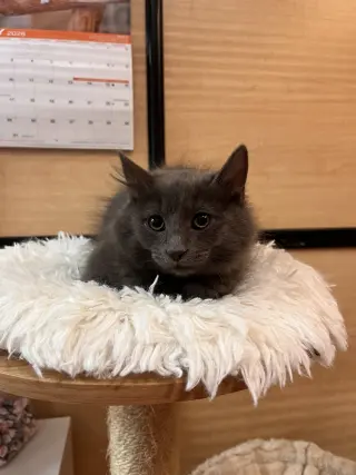 Almond