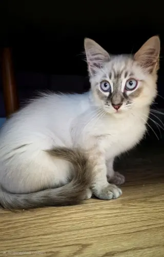 Izzy