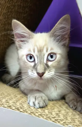 Izzy