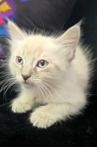 Izzy