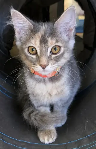 Coco