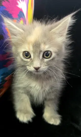 Coco