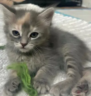 Coco