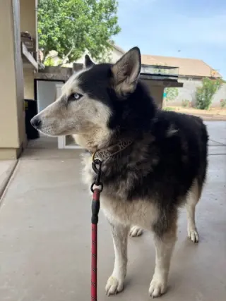 MOLLY #13
