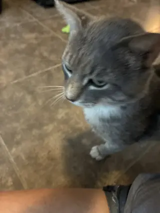 Pal