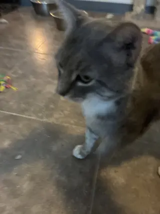 Pal