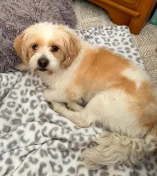 SAMMY
