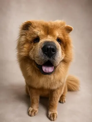 Oso - In Foster