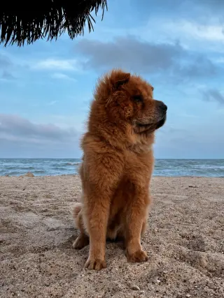 Oso - In Foster