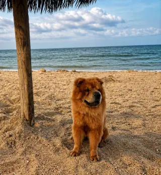 Oso - In Foster