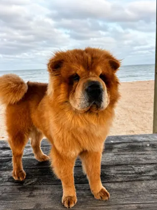 Oso - In Foster