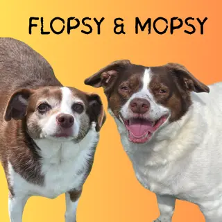 Mopsy