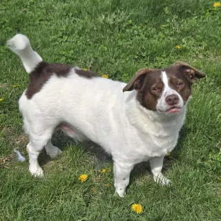 Mopsy