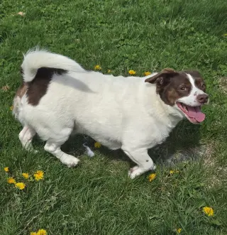 Mopsy
