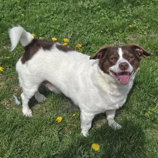 Mopsy