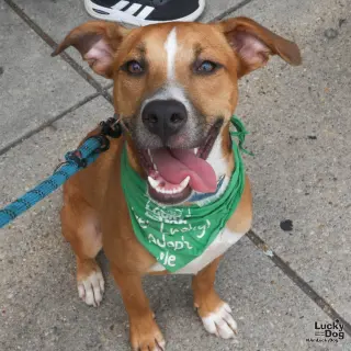 Scooby