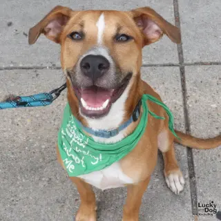 Scooby