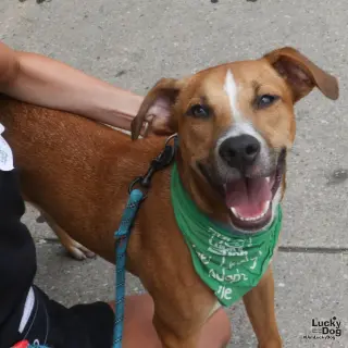Scooby