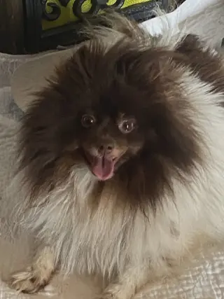 Coconut