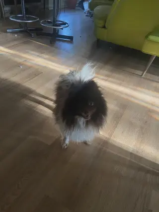 Coconut