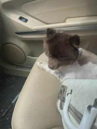 Coconut