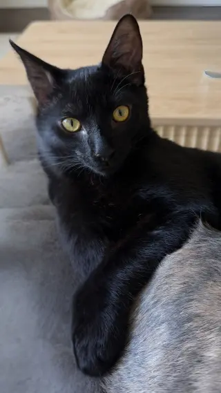 Lua