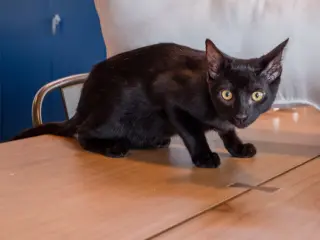 Lua