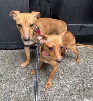 Bell and Taco *BONDED PAIR* *ADOPTION FEE WAIVED*