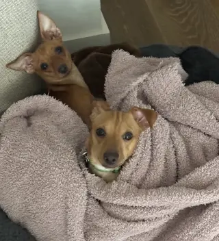 Bell and Taco *BONDED PAIR* *ADOPTION FEE WAIVED*