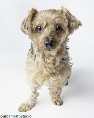 Louie - M