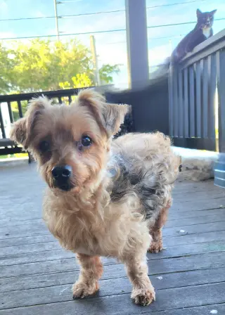 Louie - M