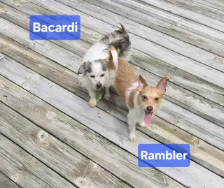Rambler