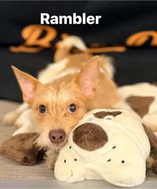 Rambler