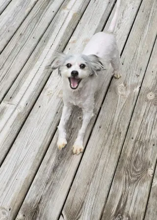Pancake