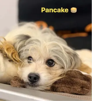 Pancake